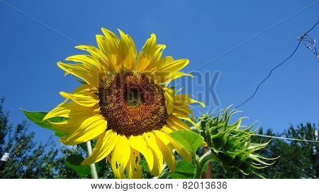 Sunflower