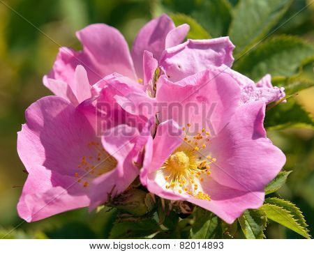 Beautiful Pink And Yellow Flower Of Dog-rose