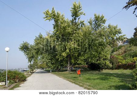 Riverside park in Ruse town along river Danube