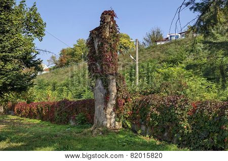 Trunk and fence overgrown with hedge in riverside park in Ruse town