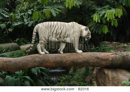 Tiger-Tree.