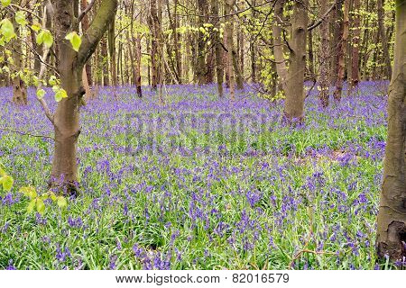 Bluebells