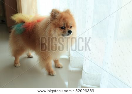 Pomeranian Dog Alone In Home, Cute Pet In House