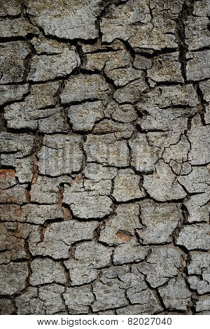 Tree Bark Texture Background