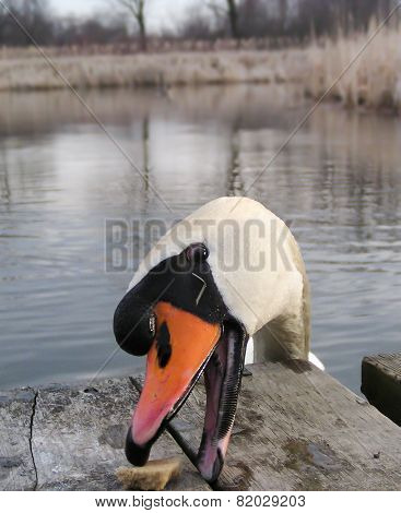 Swan Feeding