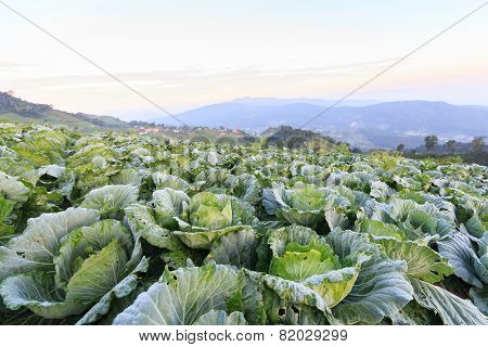 Cabbage Field In The Morning And Sunrise At Monjam Mountain , Chiangmai , Thailand
