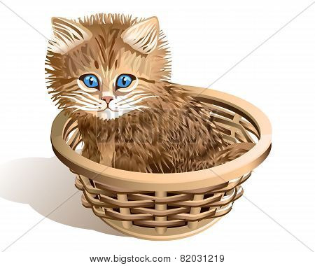 Kitten In A Basket