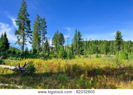 Blacktail Plateau In Yellowstone National Park, Wyoming In Summer