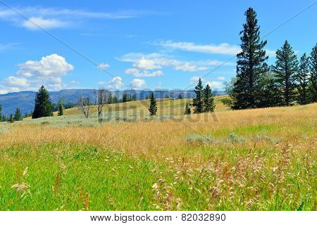 Blacktail Plateau In Yellowstone National Park, Wyoming In Summer