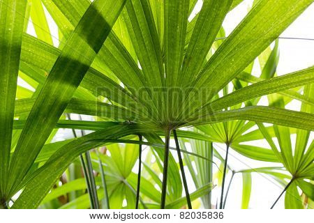 Green Leave, Leaft Background Texture