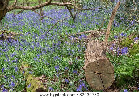 Bluebell Wood