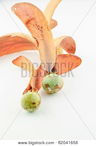Dipterocapus Alatus Seed