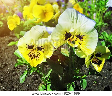 Flowerbed Of Viola Tricolor Or Kiss-me-quick (heart-ease Flowers) In Summer.