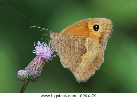 Meadow Brown