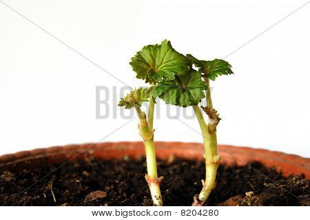 grüne sprout