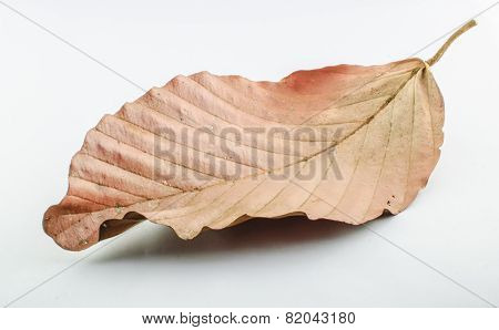 Dry Leafs