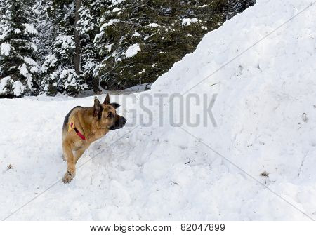 Mountain Rescue Service Dog At Bulgarian Red Cross During A Training.