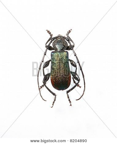 O Cerambycidae metálico isolado no branco