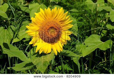 芽に蜂