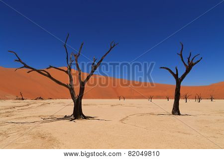 Dead Vlei