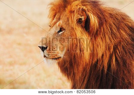 Male Lion In Masai Mara