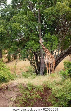 Giraffe In Masai Mara