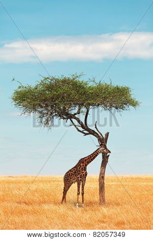 Giraffe In Masai Mara