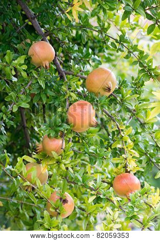 Pomegranate
