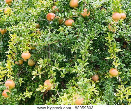 Pomegranate Fruit