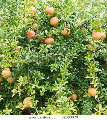 Pomegranates