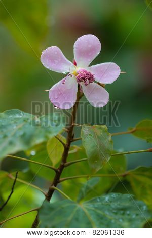 Pink Flower Wish Drops
