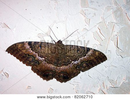 Wings on a  Summer Night in Haiti
