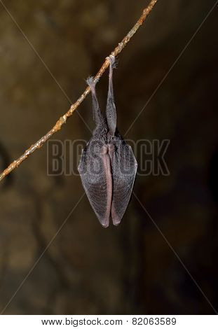 Lesser Horseshoe Bat (Rhinolophus hipposideros)