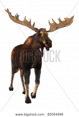 Moose
