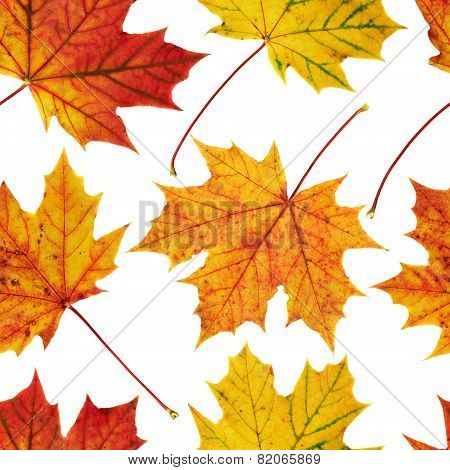 Maple-leaf seamless background