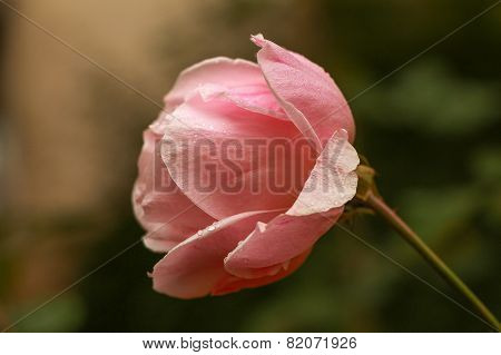Beautiful pink rose in a garden