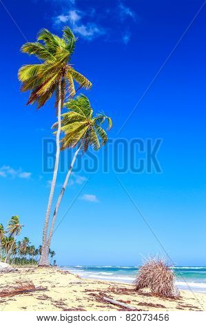 Palm Trees In Dominican Republic