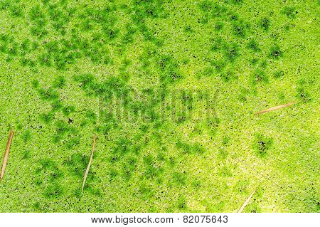 Green Algea In Canal