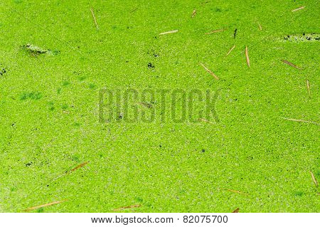 Green Algea In Canal