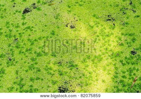 Green Algea In Canal