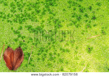 Heart Shape Leaf On Green Algea On Water