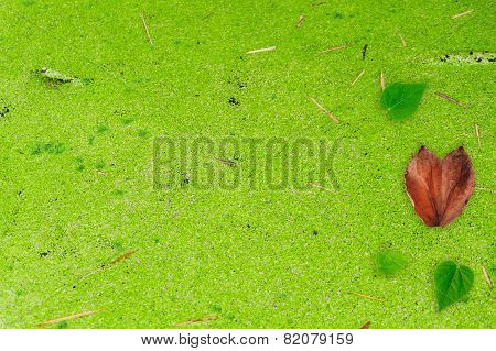 Heart Shape Leaf On Green Algea On Water