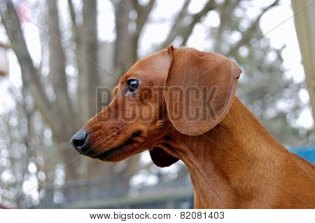 Dachshund Delight