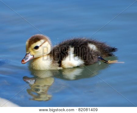 Duckling Swims