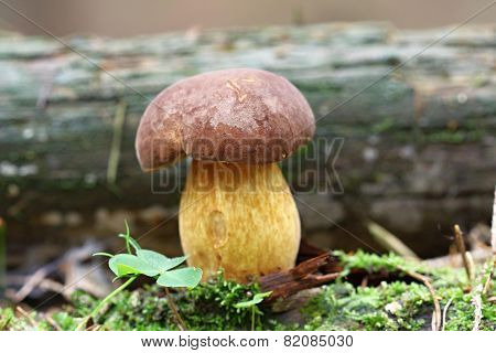 Boletus Badius