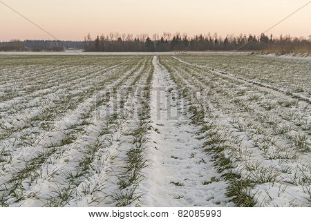 Fields