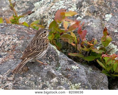 Vesper Sparrow