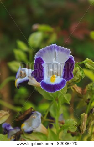Bluewings in the garden or nature park