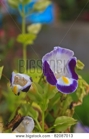 Bluewings in the garden or nature park