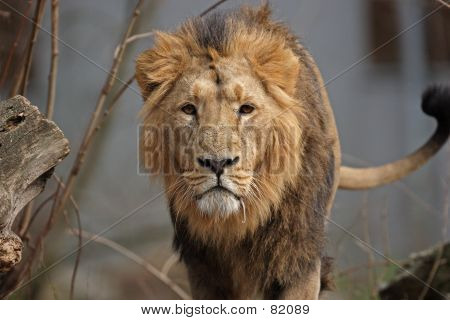 Löwe